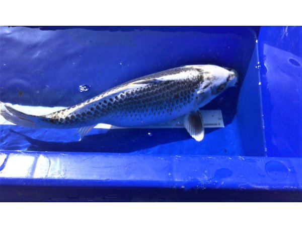 foto nr. 3 van deze Koi Doitsu Hariwake , 