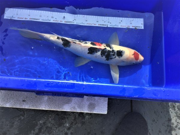 foto nr. 4 van deze Koi Doitsu Hariwake , 