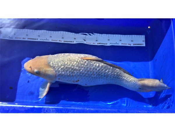 foto nr. 2 van deze Koi Doitsu Hariwake , 