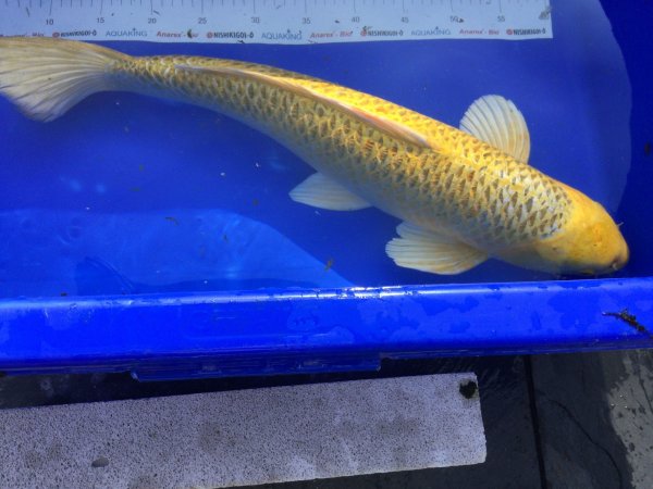 foto nr. 6 van deze Koi Doitsu Hariwake , 