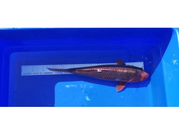 foto nr. 1 van deze Koi Doitsu Hariwake , 