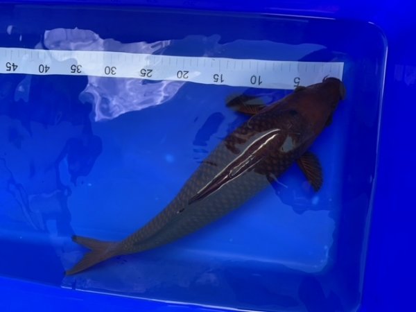 foto nr. 3 van deze Koi Chagoi , 