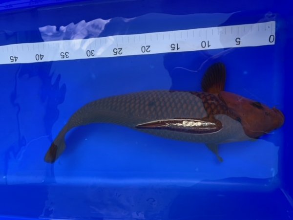 foto nr. 4 van deze Koi Chagoi , 