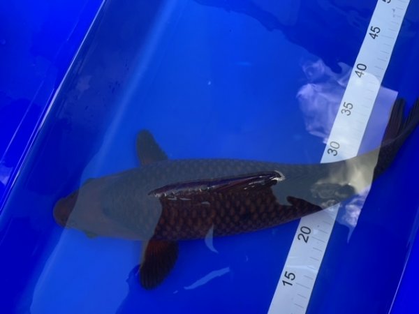 foto nr. 2 van deze Koi Chagoi , 