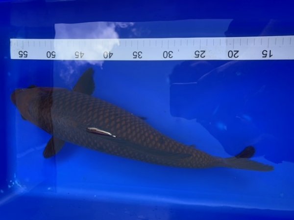 foto nr. 5 van deze Koi Chagoi , 