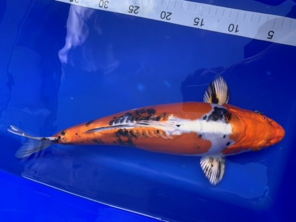 foto nr. 1 van deze Koi Yamato Nishiki , 