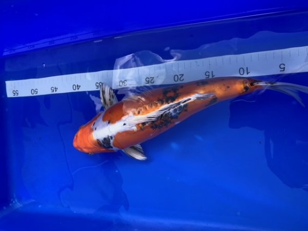 foto nr. 2 van deze Koi Yamato Nishiki , 