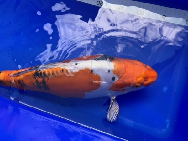 foto nr. 3 van deze Koi Yamato Nishiki , 