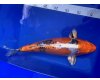 Koi Yamato Nishiki voor € 110,00