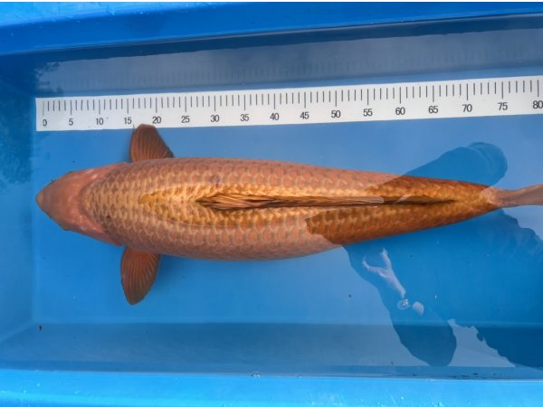 foto nr. 1 van deze Koi Chagoi , 