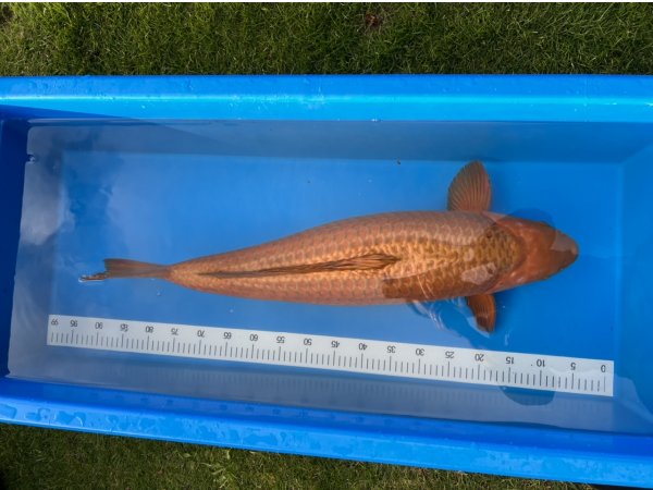 foto nr. 2 van deze Koi Chagoi , 