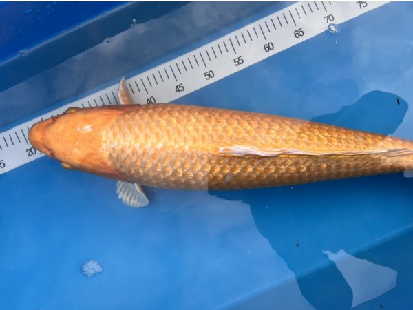 foto nr. 2 van deze Koi Yamabuki Ogon , 