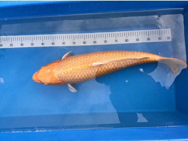 foto nr. 1 van deze Koi Yamabuki Ogon , 