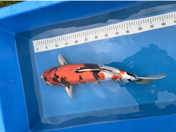 foto nr. 2 van deze Koi Doitsu Showa , 