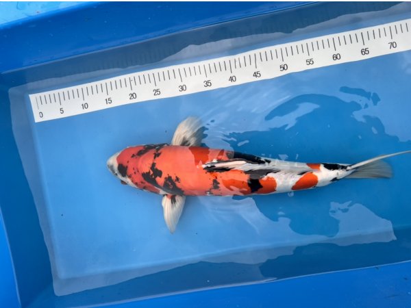 foto nr. 1 van deze Koi Doitsu Showa , 