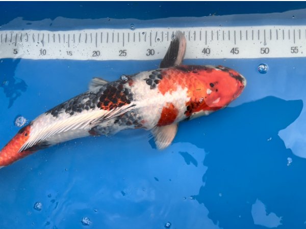 foto nr. 2 van deze Koi Kin Showa , 