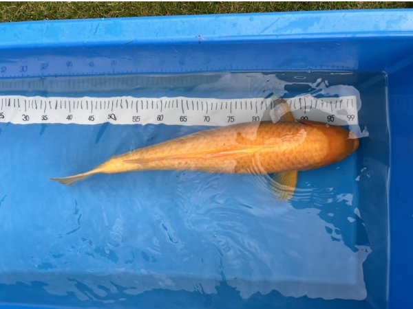 foto nr. 1 van deze Koi Overige , 