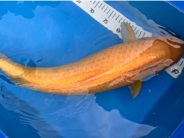 foto nr. 2 van deze Koi Overige , 