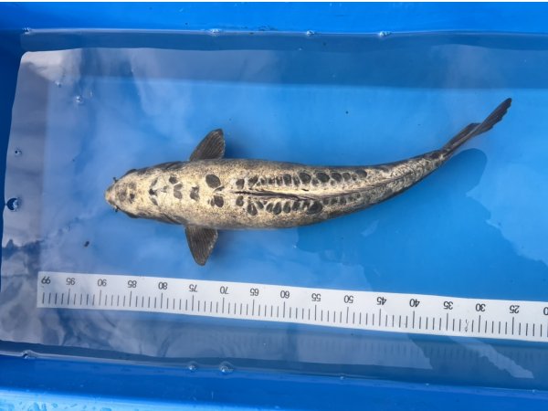 foto nr. 1 van deze Koi Overige , 