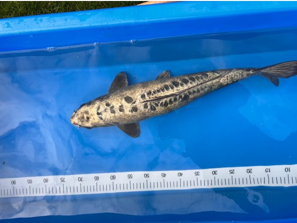 foto nr. 2 van deze Koi Overige , 