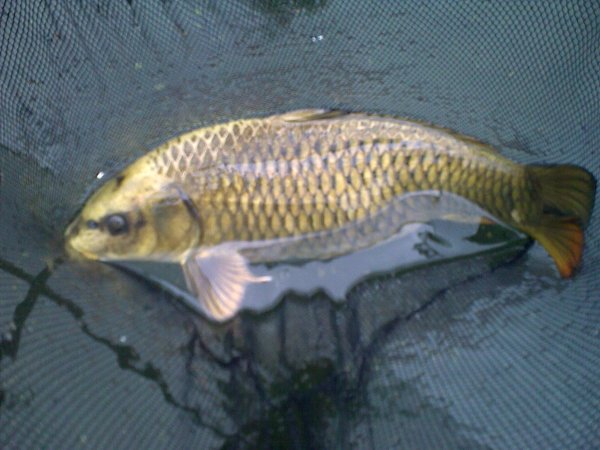 foto nr. 1 van deze Koi Overige , 