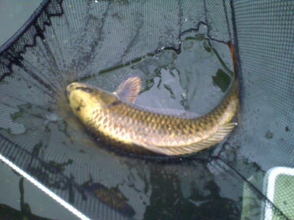 foto nr. 2 van deze Koi Overige , 