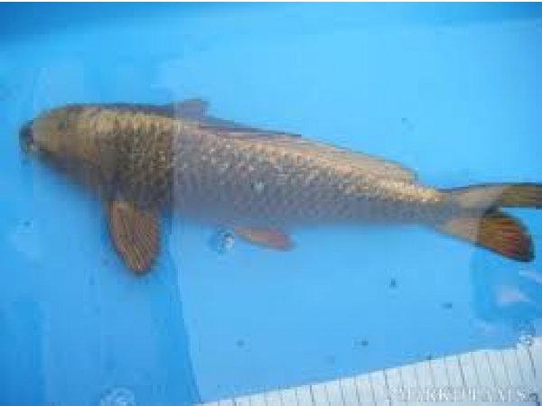 foto nr. 3 van deze Koi Overige , 