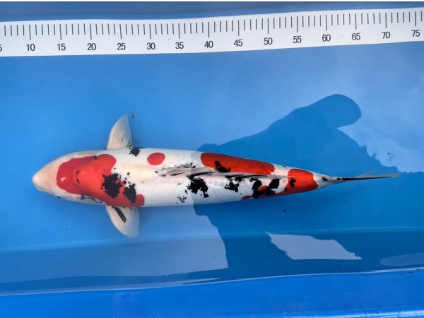 foto nr. 1 van deze Koi Doitsu Sanke , 
