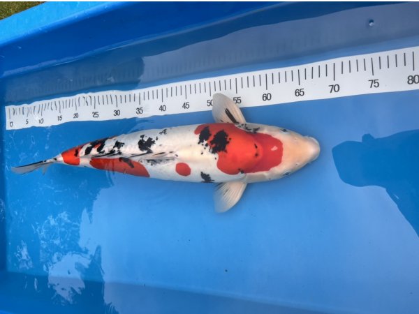 foto nr. 2 van deze Koi Doitsu Sanke , 