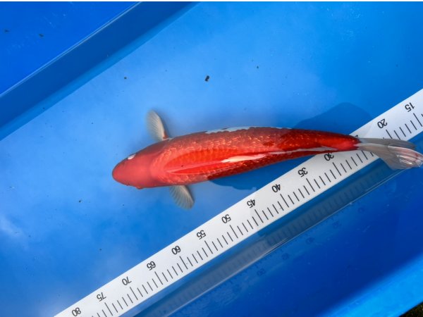 foto nr. 1 van deze Koi Ginrin Kohaku , 