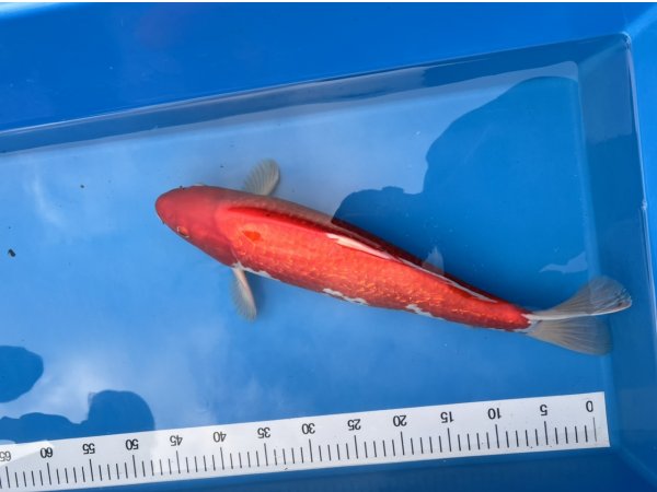 foto nr. 2 van deze Koi Ginrin Kohaku , 