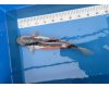 Koi Shusui voor € 175,00