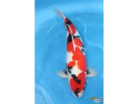 Koi Showa Sanke 
