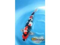 Koi Showa Sanke 