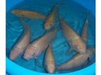 Koi Kigoi 