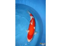 Koi Overige 