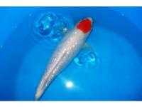 Koi Tancho Ginrin Kohaku 