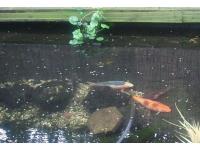 Koi Overige 