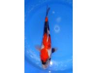 Koi Overige 