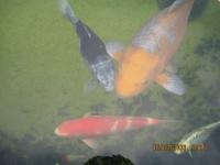 Koi Overige 