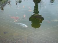 Koi Overige 