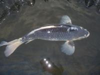 Koi Overige 