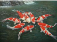 Koi Overige 