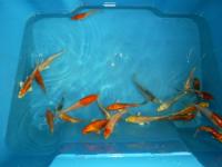 Koi Overige 