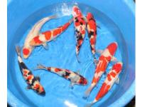 Koi Overige 