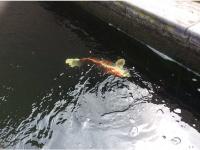 Koi Overige 