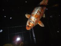 Koi Overige 