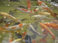 Koi Doitsu Shiro Utsuri 