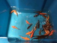Koi Overige 