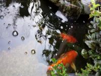 Koi Overige 